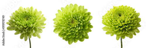 Set of Green chrysanthemum blossom macro view highlighting fresh petals and symmetry on transparent png background. Ai generated