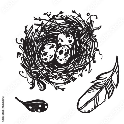 Bird's nest with spotted eggs