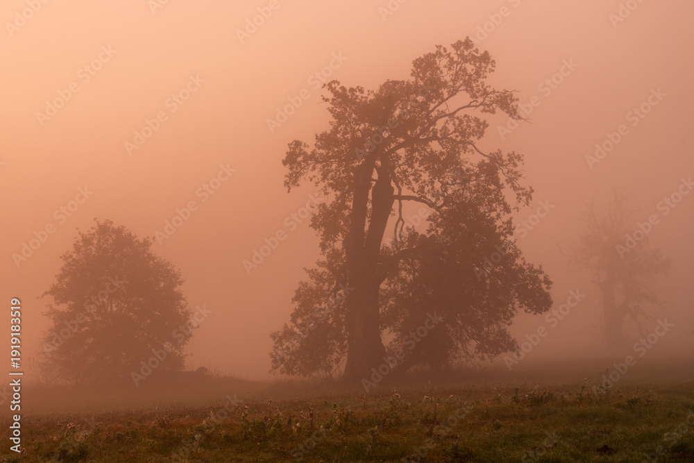 Obraz premium Landscape in the park. Old trees.