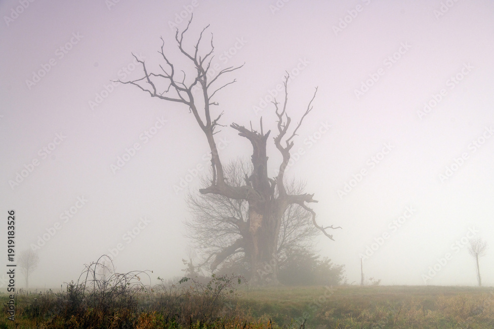custom made wallpaper toronto digitalLandscape in the park. Old trees.
