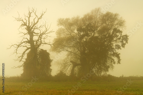 Wallpaper Mural Landscape in the park. Old trees. Torontodigital.ca