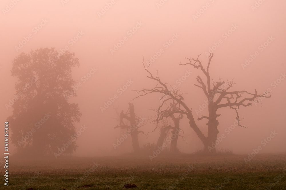 custom made wallpaper toronto digitalLandscape in the park. Old trees.