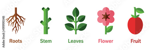 Plant parts vector icons roots stem leaves flower fruit