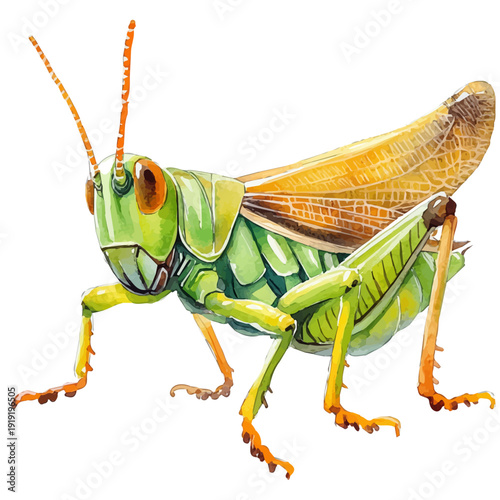 Grasshopper, elegant watercolor vector painting with refined details, isolated on a white background.