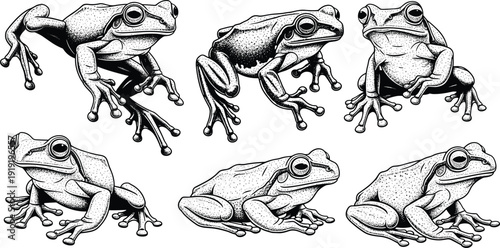 Frog silhouette illustration set, amphibian anatomy, detailed poses, webbed feet, naturalistic stances, biological study theme - flat vector illustration
