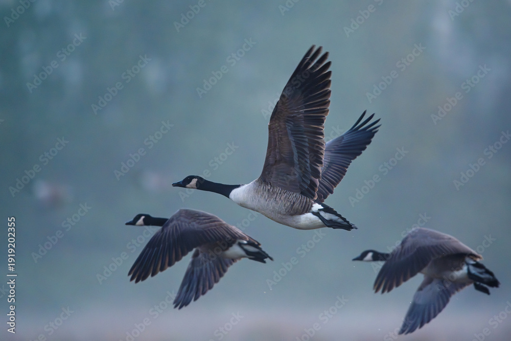 Fototapeta premium Canada Goose, Branta Canadensis, birds in flight over marshes