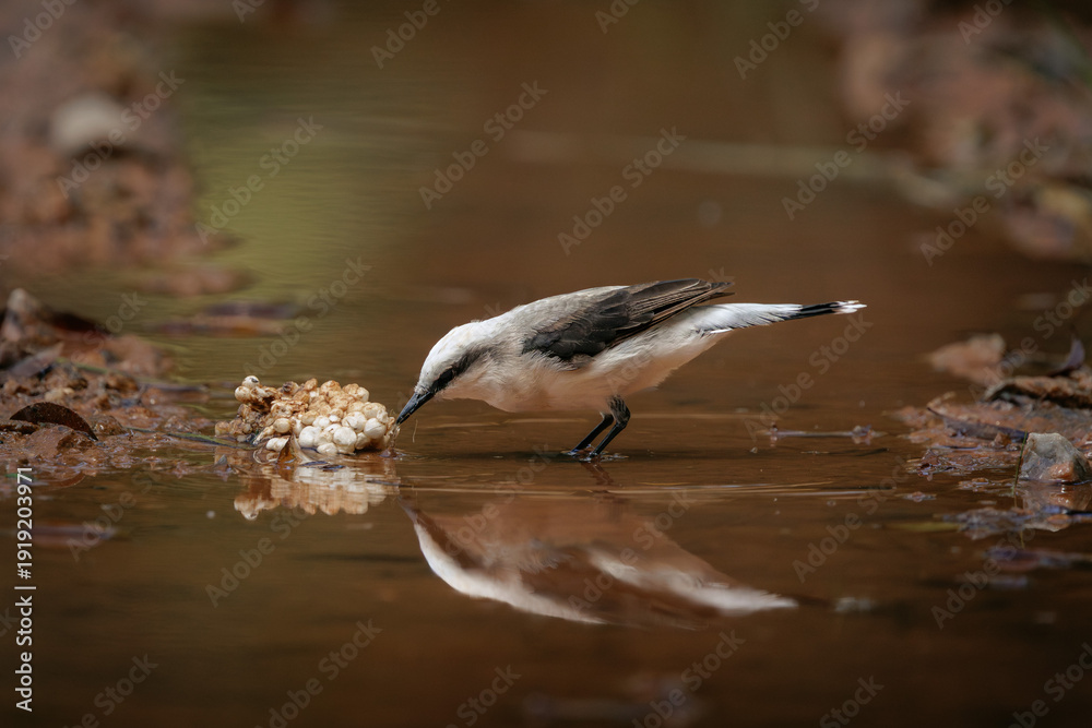Ταπετσαρία Masked water tyrant (Fluvicola nengeta) feeding on spider egg mass in shallow wa