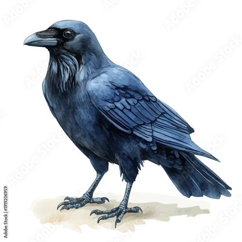 Common Raven, charming vector painting in watercolor with whimsical textures, isolated on a white background.