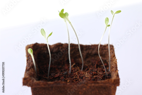 Green shoots of salad seedlings in organic pot