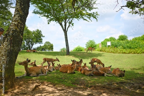 Foto 若草山で群れでくつろぐ鹿たちの穏やかな風景
Peaceful scene of a herd of deer relaxing on Mount Wakakus