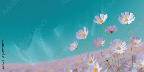 Pink cosmos flowers in bloom against blue sky background