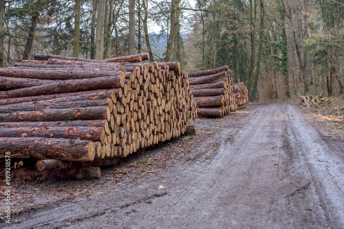 Картината върху платно wood logs stacked along a forest road