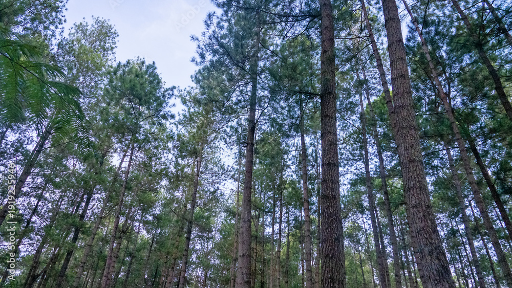 Fototapeta premium Old carvel pine forest on the island of Sulawesi, high-class forest