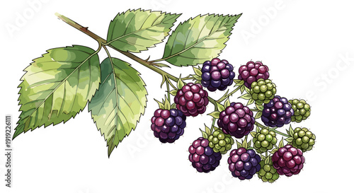 Branch of ripe and unripe blackberries with green leaves
