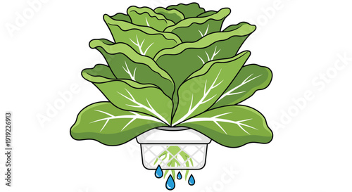 Green hydroponic lettuce with visible roots and dripping water, growing in a white basket on a white background.