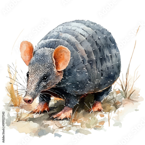 Armadillo, lively watercolor vector drawing with intricate brush, isolated on a white background.