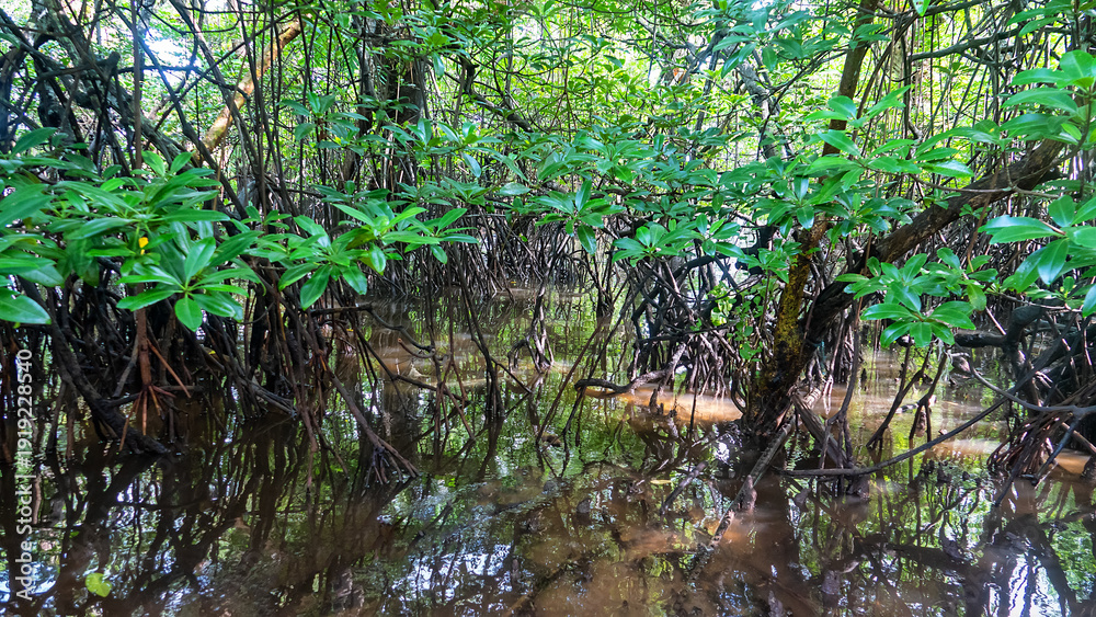 Fototapeta premium Tropical seas of South Asia. Sulawesi sea. Bunaken Island coast. Mangrove forests
