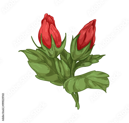Hibiscus flower. Floral branch drawn in vintage botanical style. Closed unopened buds, red petals, leaves and stem, realistic garden nature. Retro vector illustration isolated on white background