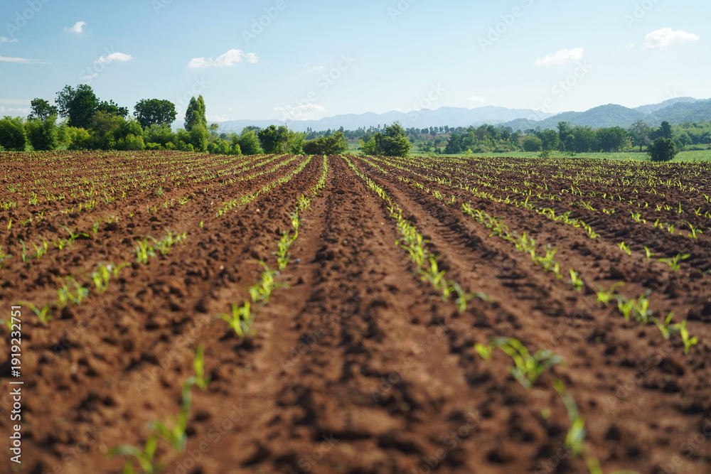 Fototapeta premium Young corn plant agriculture farm field soil rural landscape crop row countryside sunny day blue sky food production Newly planted young corn plant agriculture farm field fertile soil rural