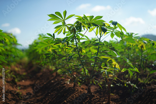 Young cassava plant field agriculture farm soil green leaf crop outdoor sunny rural landscape closeup food production cultivation industry agriculture growth