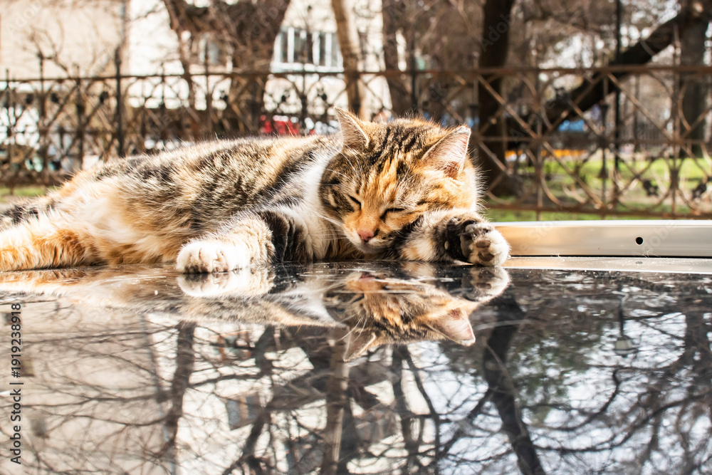 Obraz premium Calico stray cat resting on a parked car roof in sunlight with urban reflections and calm mood.