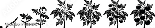 Black silhouette of life cycle of tomato plant development from seed and sprout to fruiting plant. Growth stages of tomato plant isolated on white background