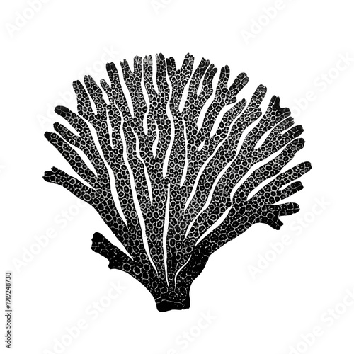 Intricate Black and White Coral Illustration on White Background.