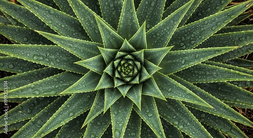 Close-up of a green succulent plant with sharp leaves