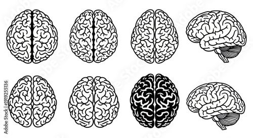 Detailed Human Brain Anatomy Views for Medical and Science.