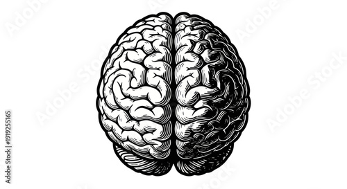 Detailed human brain illustration showcasing cerebral hemispheres and intricate folds.