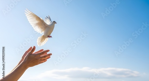 dove in the hands