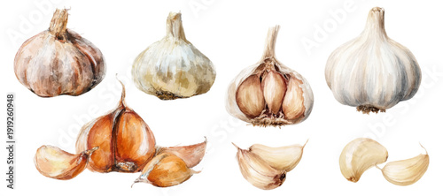 Fresh garlic heads and individual cloves, a common culinary ingredient and fragrant spice, hand painted through watercolor illustrating organic vegetables and healthy cooking