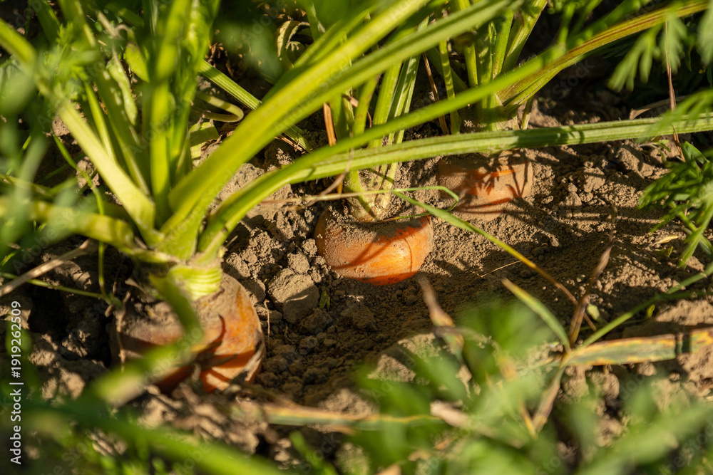Ταπετσαρία Bright orange carrots emerge from earthy soil, surrounded by green foliage, bask