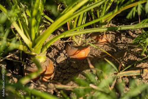 Canvas Print Bright orange carrots emerge from earthy soil, surrounded by green foliage, bask