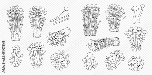 Set of enoki and shimeji mushrooms in outline style, vector illustration for food and cooking designs.