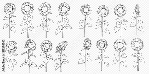 Set of hand-drawn sunflower illustrations in various angles and stages of growth, black and white outline art.