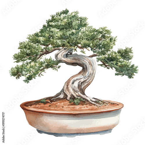 Spanish Cedar Bonsai, watercolor vector depicting playful antics, isolated on a white background.