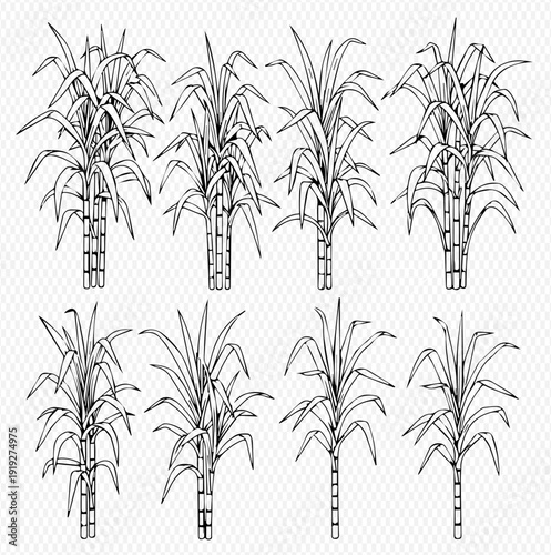 Set of hand-drawn sugarcane plants, perfect for agricultural and food-related designs.
