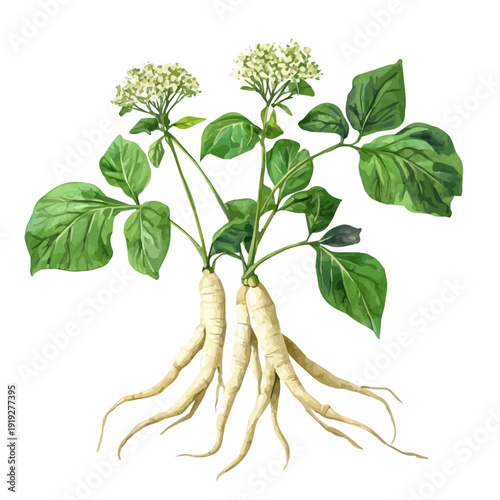 Siberian Ginseng High Quality, watercolor artwork with intricate patterns and vibrant, isolated on a white background.