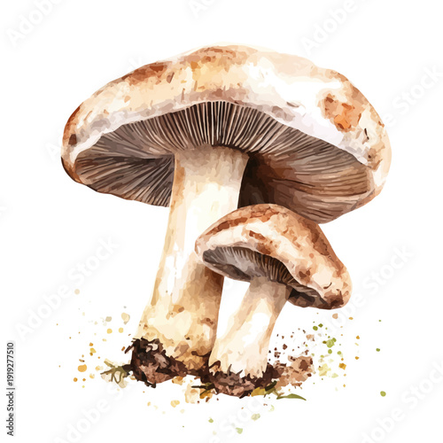 Shiitake Mushroom High Quality, watercolor clipart showing delicate textures and whimsical forms, isolated on a white background.