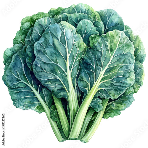 watercolor of Kale vector painting, isolated on a white background.