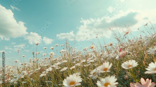 beautiful white daisies in a field under blue sky