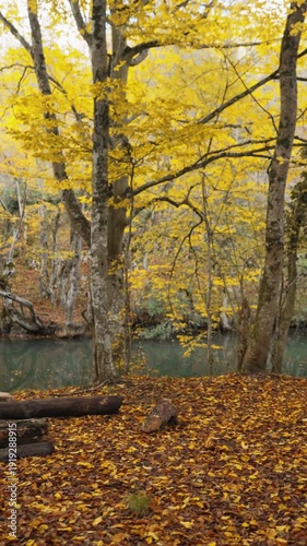 A walk along the gorno-canyon river. Golden autumn forest from a lower angle. Picnic on the logs. Emerald water. Fallen leaves float on the river. The ground is strewn with foliage. Cinematic flight.