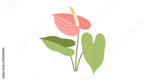 Vibrant pink anthurium flower with lush green leaves, depicted in a charming flat style illustration, perfect for botanical designs and tropical themes.