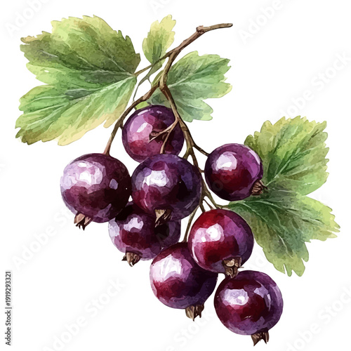 Currant, cute watercolor illustration with intricate patterns and vibrant splashes, isolated on a white background.
