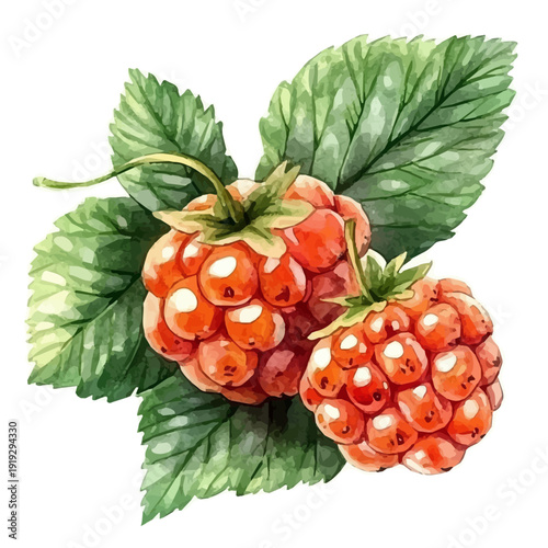 watercolor of Cloudberry draw illustration, isolated on a white background.