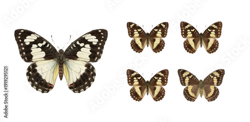 set of butterflies isolated on white