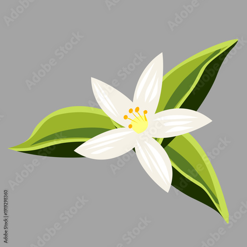 Fotografija Orange blossom flower with green leaves isolated on background