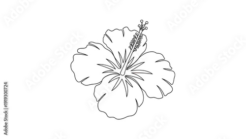 A simple outline of a hibiscus flower with detailed petals and a central pistil