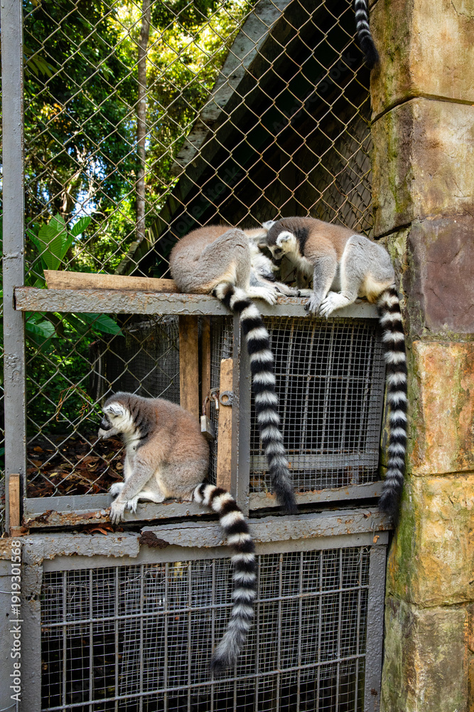 Fototapeta premium Ring-tailed lemurs resting on a fence in a lush green environment with trees and foliage in the background. Safari park on Phu Quoc island. Wildlife Africa concept